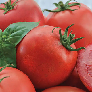 Tomatoes