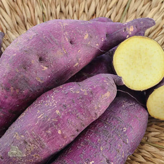 Murasaki Sweet Potato