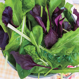 Gurney's® Superfood Salad Seed Blend