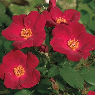 Home Run® Shrub Rose