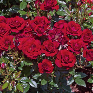 Ruby Ruby™ Miniature Rose Plant