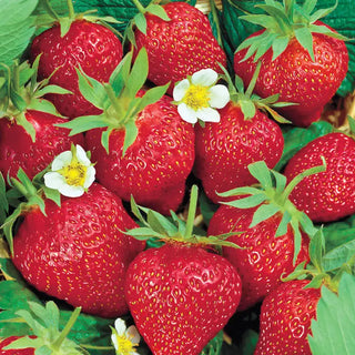 Chandler Junebearing Strawberry Plant