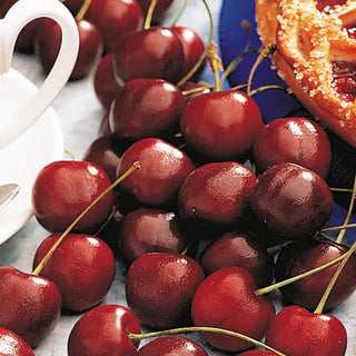 North Star Pie Cherry Tree