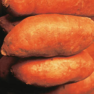 Beauregard Sweet Potato
