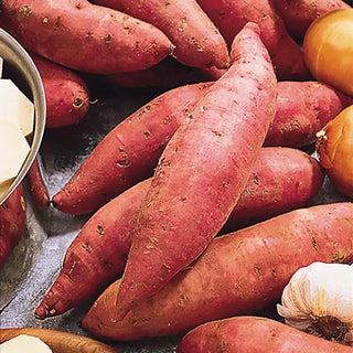 Bush Porto Rico Sweet Potato