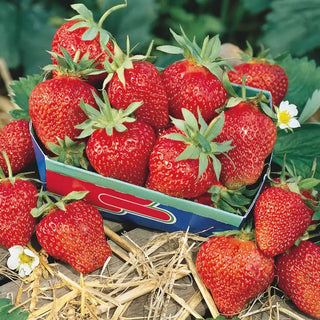 Fort Laramie Everbearing Strawberry Plant