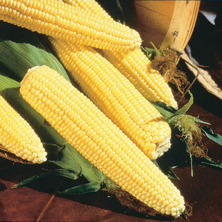 Northern Yellow Xtra-Sweet Hybrid Sweet Corn Seed (sh2)