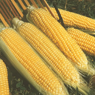 Kandy Korn Hybrid Sweet Corn Seed (se)