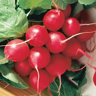 Cherry Belle Radish Seed