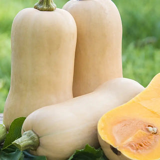 Squash - Winter
