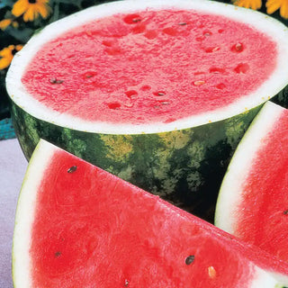 Rattlesnake Watermelon Seed