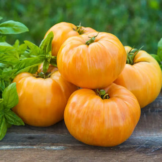Indeterminate Tomatoes