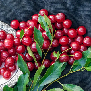Wowza!® Bush Cherry
