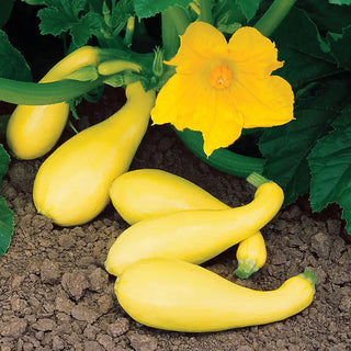 Gentry Hybrid Summer Squash Seed