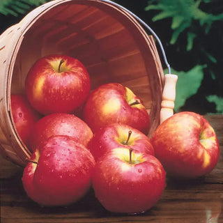 Honeycrisp Apple Tree