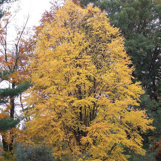 Katsura Tree