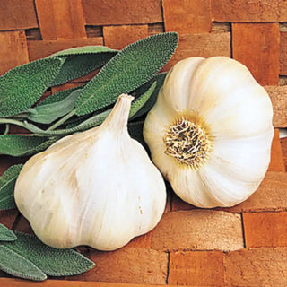 Transylvanian Softneck Garlic