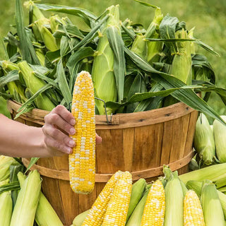 Bi-Color Corn