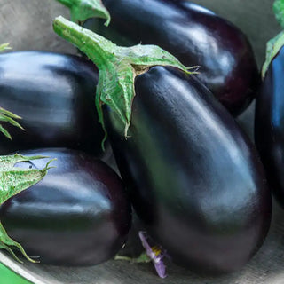 Eggplant