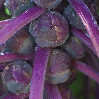 Redarling Hybrid Brussels Sprouts Seed