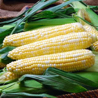Super-Sweet Hybrids (sh2)