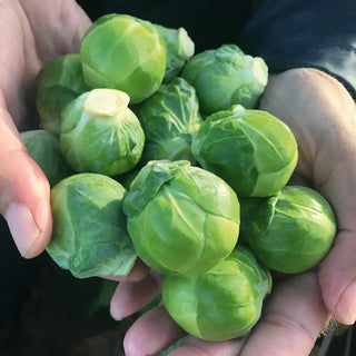 Brussels Sprouts