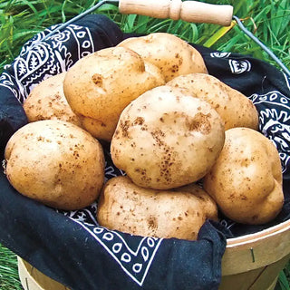 German Butterball Potato
