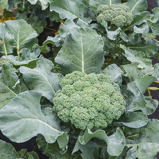 Premium Crop Hybrid Broccoli