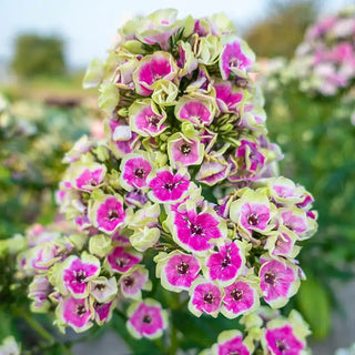 Orchid Yellow Tall Phlox