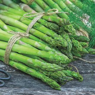 Asparagus Crowns & Plants