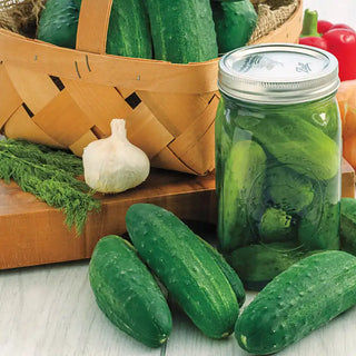 Gurney's® Perfect Pickle Hybrid Pickling Cucumber Seed