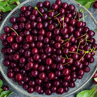 Juliet™ Bush Cherry