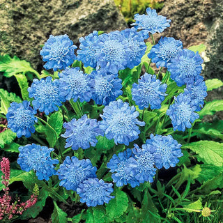 Isaac House Scabiosa Blend