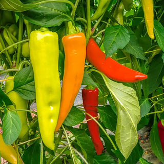 Yellowstone Hot Pepper