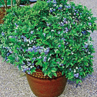 Dwarf TopHat Lowbush Blueberry