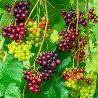 RazzMatazz® Seedless Grape Vine