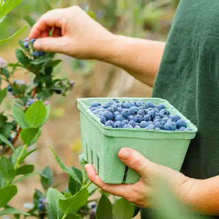 Blueberries