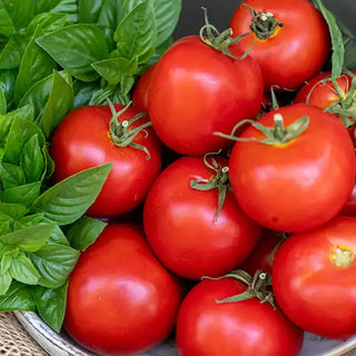 Tomatoes