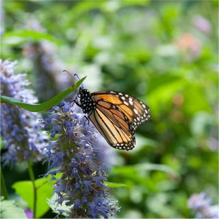 Attracting Pollinators