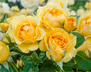 Roses