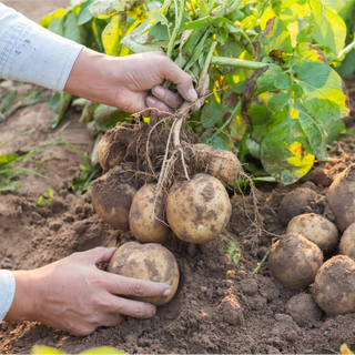Guide to Growing Potatoes