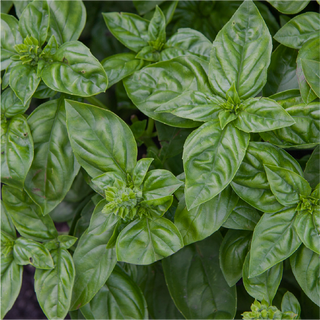Herbs
