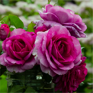  Perennials, Bulbs & Flowers