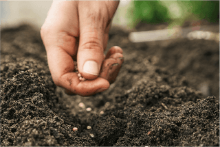 The Gurney's Safe Seed Pledge