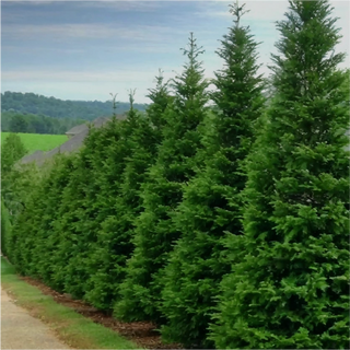 Trees & Shrubs